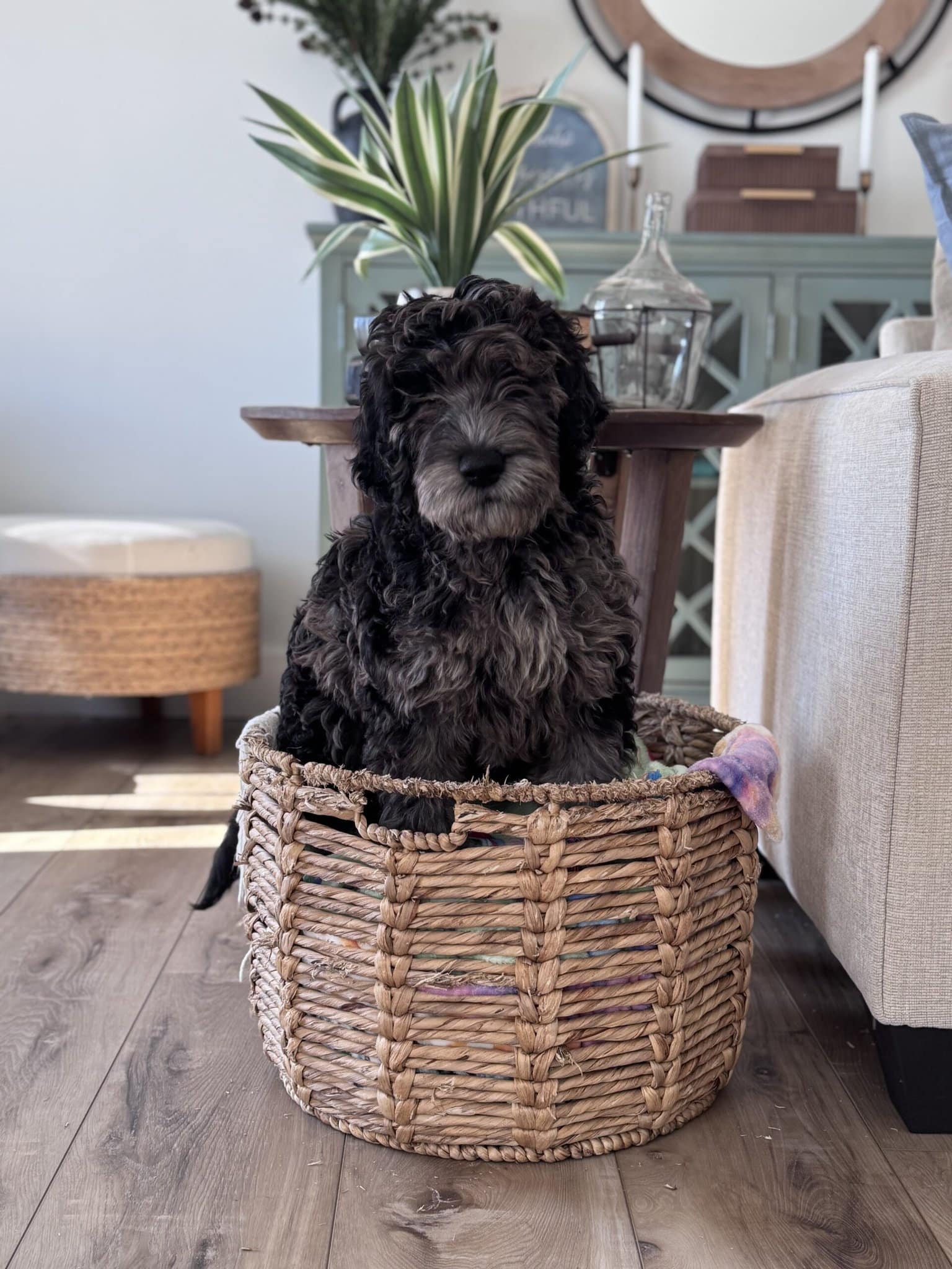 Biscuit - Branch Manager