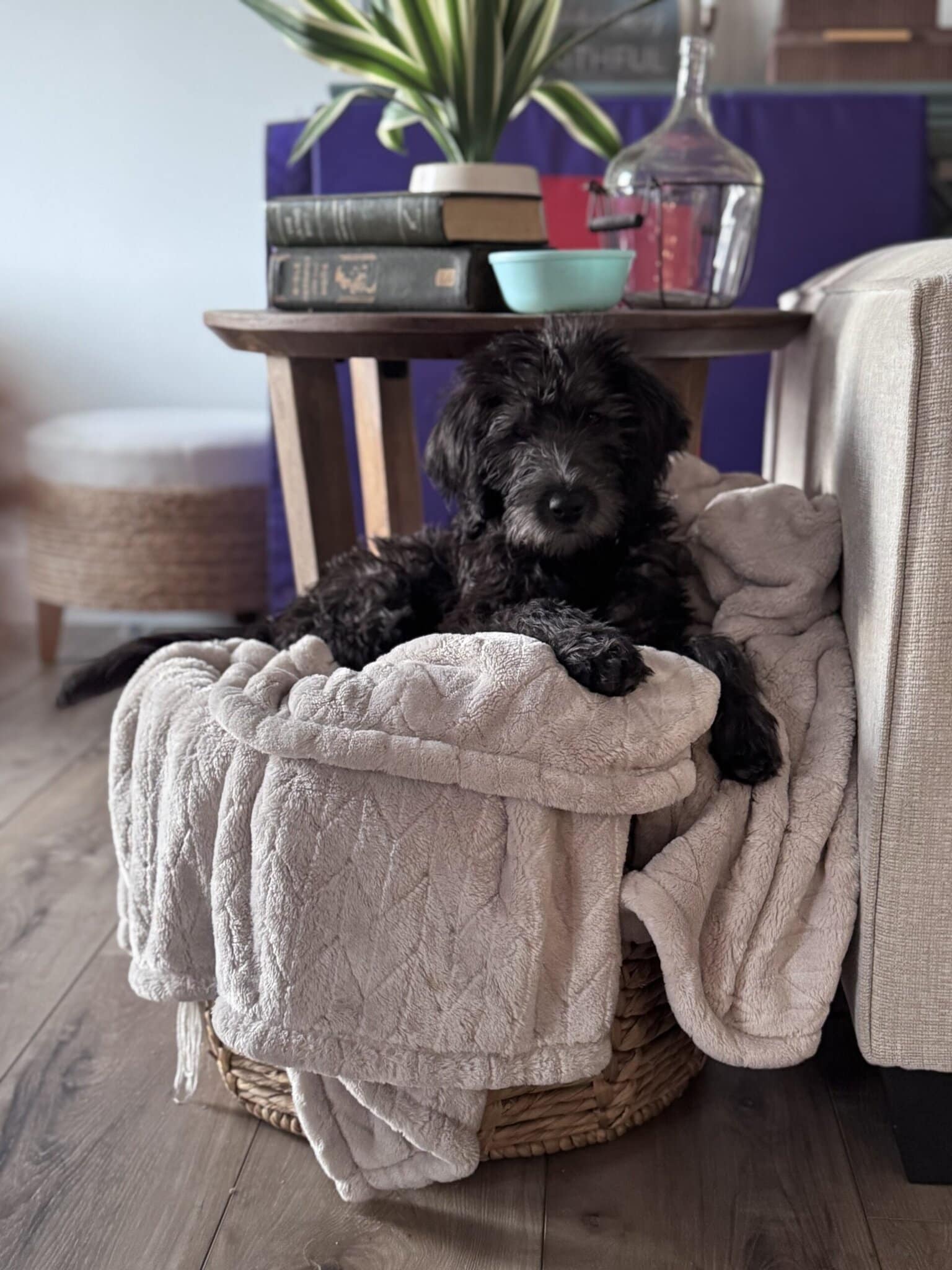 Nala - Director of Barketing