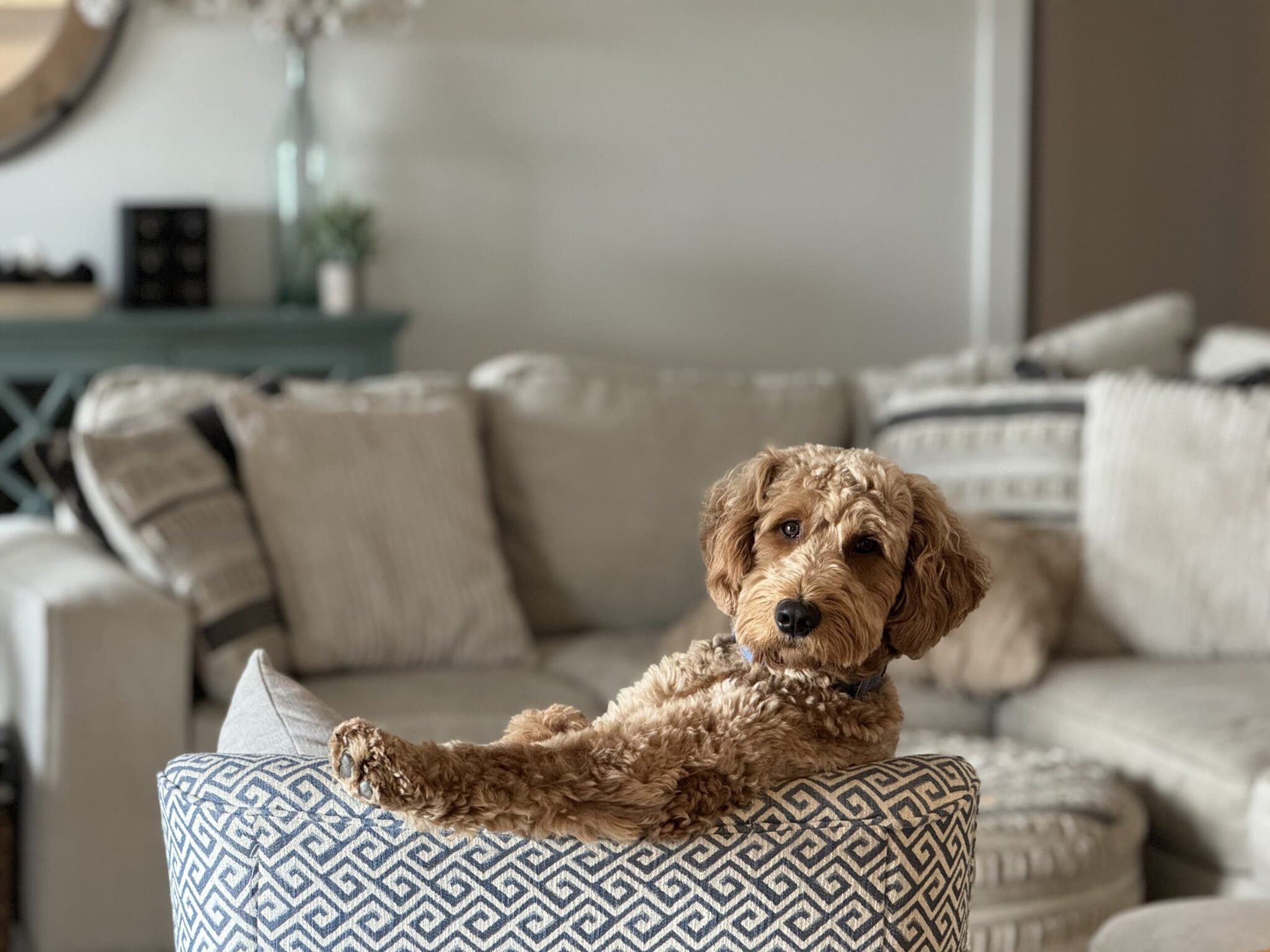 Oakley - Chief Digging Officer