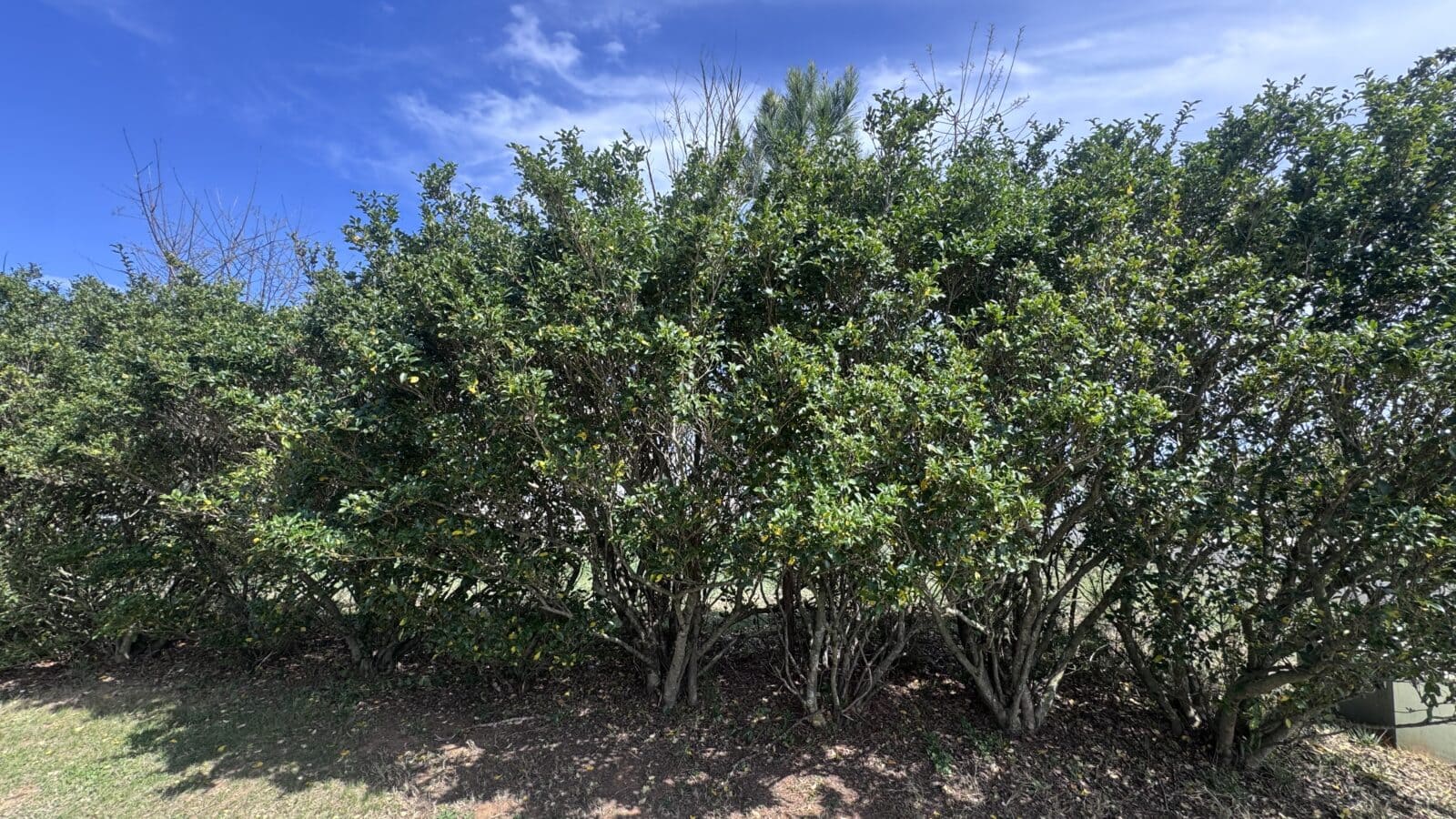 Overgrown Japanese Privet in Oakboro, NC