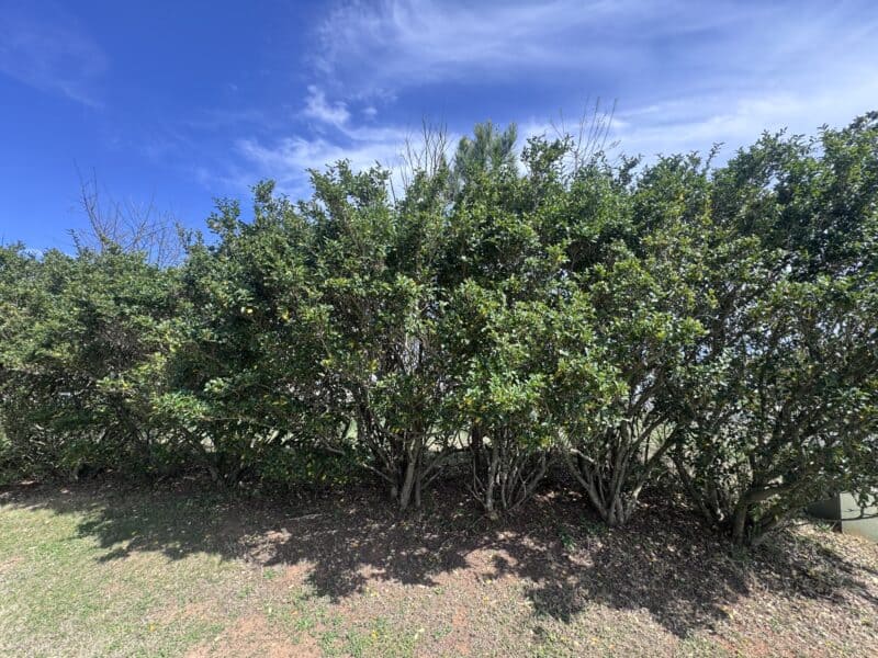 Overgrown Japanese Privet in Oakboro, NC