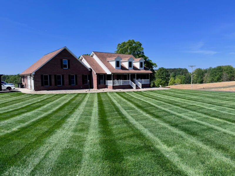 Healthy striped tall fescue lawn at peak season at the Morrow Ridge Landscaping owner's property in the NC Piedmont, before drought stress