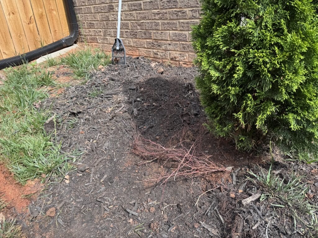 Exposed feeder roots of a young arborvitae that grew horizontally along a landscape fabric layer instead of penetrating downward into the Carolina clay soil beneath.