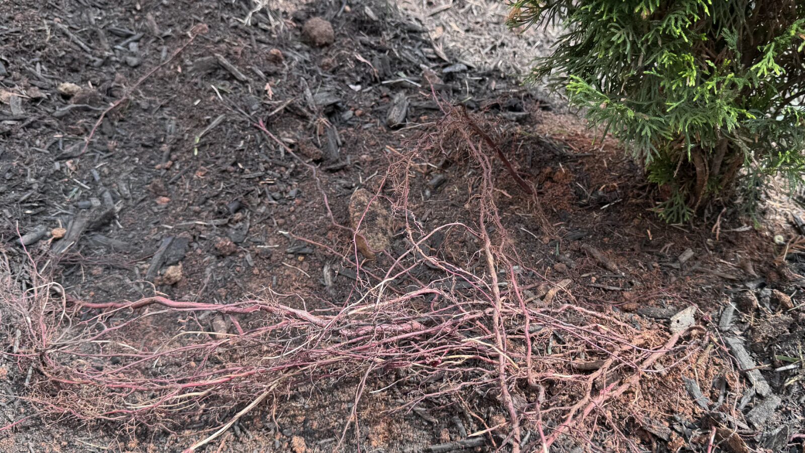 Close-up of exposed reddish-pink feeder roots from a young arborvitae, growing horizontally across dark soil. The roots followed a landscape fabric layer that was removed during a Morrow Ridge bed refresh.