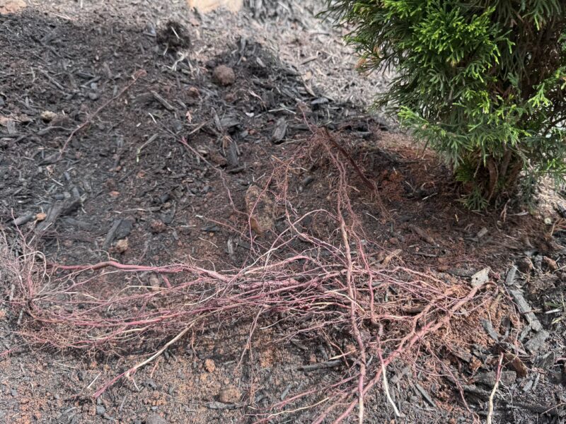 Close-up of exposed reddish-pink feeder roots from a young arborvitae, growing horizontally across dark soil. The roots followed a landscape fabric layer that was removed during a Morrow Ridge bed refresh.