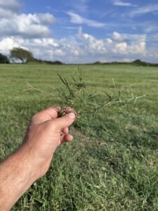 Bermudagrass stolon showing nodes and leaf clusters pulled from a Kentucky bluegrass and tall fescue lawn in Stanly County, NC