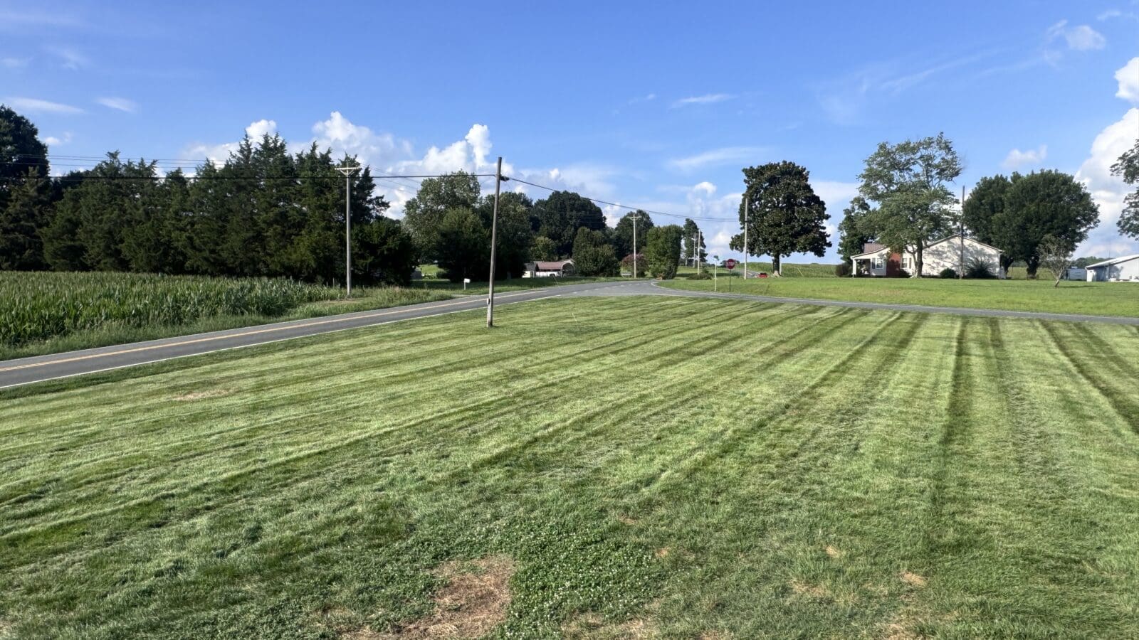 Tall fescue lawn with road frontage and mow stripes showing clover patches in the foreground, Stanly County, NC