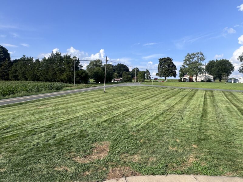 Tall fescue lawn with road frontage and mow stripes showing clover patches in the foreground, Stanly County, NC