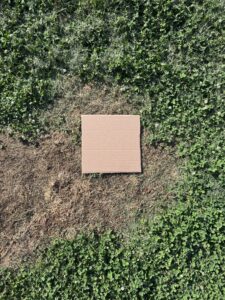 One foot cardboard reference square surrounded by white clover and dead turf at under 40 percent coverage in Stanly County, NC