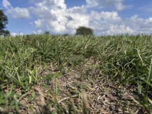 Ground level view of a thin tall fescue canopy showing bare soil and thatch between plants in Stanly County, NC
