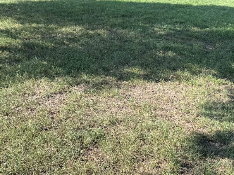 Thin, patchy lawn with bare spots beside healthier turf under tree shade on a Stanly County NC property in late summer.