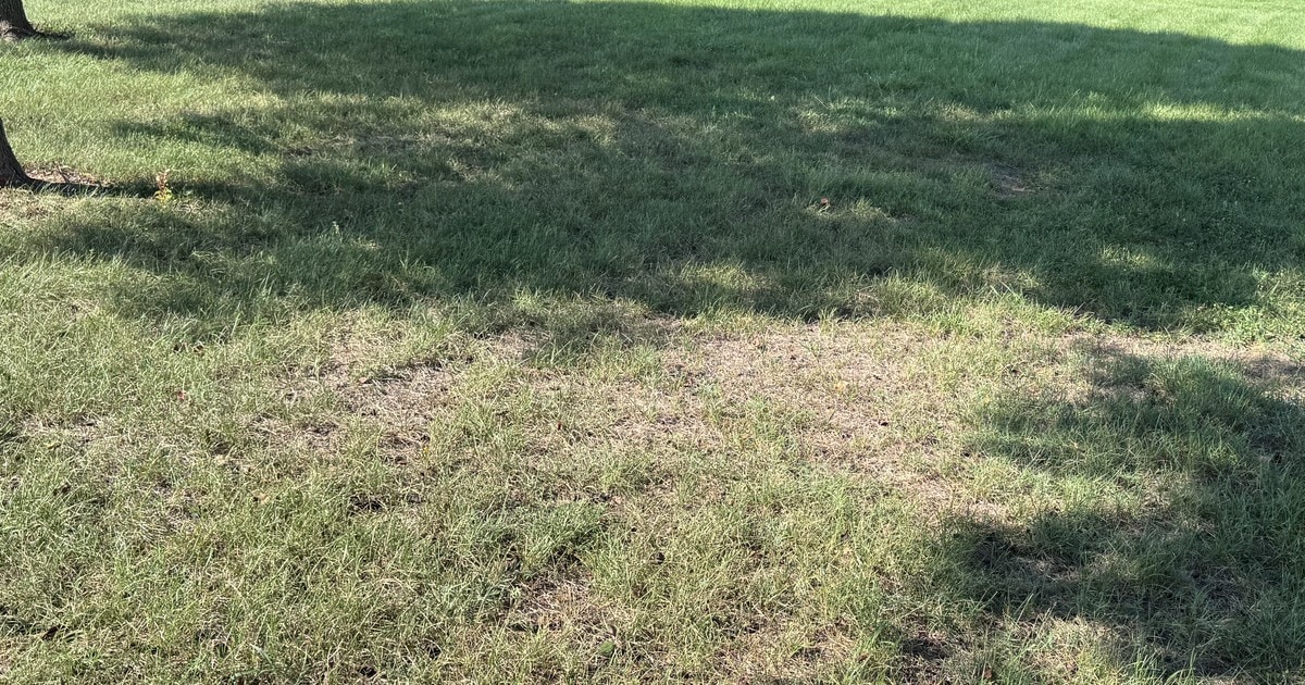 Thin, patchy lawn with bare spots beside healthier turf under tree shade on a Stanly County NC property in late summer.